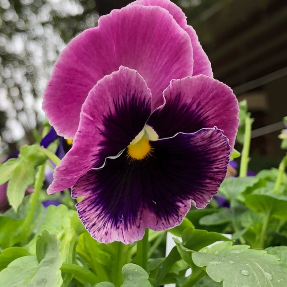 Meet your Posher, Ali - Picture 1 of 1